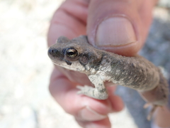 Duttaphrynus dhufarensis