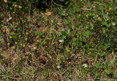 Trifolium dubium