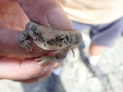 Duttaphrynus dhufarensis
