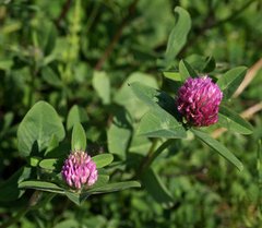 Trifolium pratense