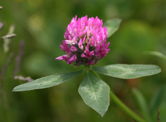 Trifolium pratense