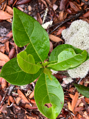 Chionanthus pygmaeus, photograph author not stated, no rights reserved