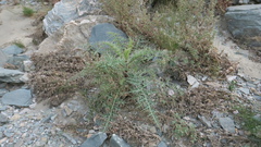 Echinops erinaceus