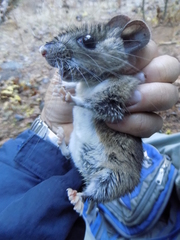 Neotoma mexicana mexicana