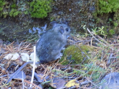 Neotoma mexicana mexicana