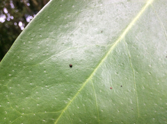 Serangium maculigerum