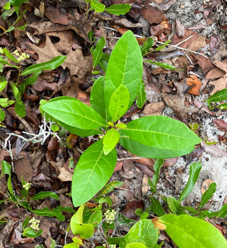 Chionanthus pygmaeus, photograph 4
