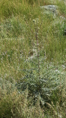 Echinops erinaceus
