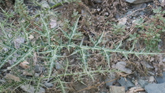 Echinops erinaceus