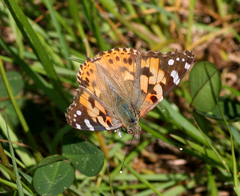 Vanessa cardui