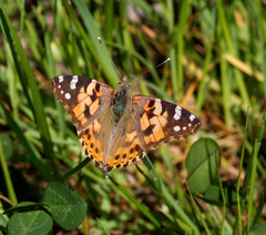 Vanessa cardui