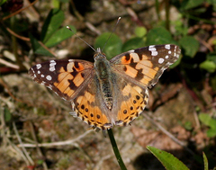 Vanessa cardui