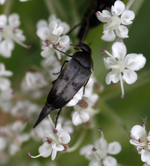 Variimorda villosa
