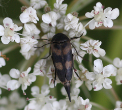Variimorda villosa