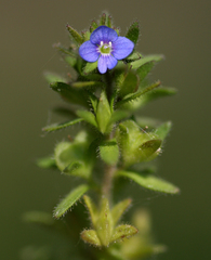 Veronica arvensis