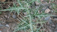 Echinops erinaceus