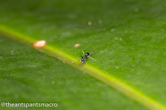 Leptomyrmex burwelli