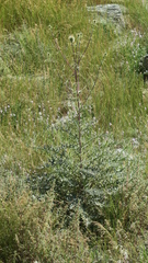 Echinops erinaceus