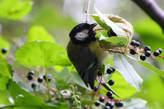 Parus major