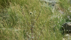 Echinops erinaceus