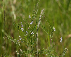 Vicia hirsuta