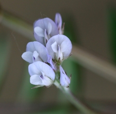 Vicia hirsuta