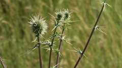 Echinops erinaceus
