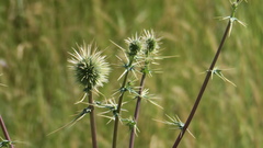 Echinops erinaceus