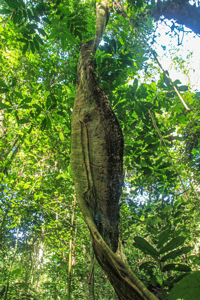 Millettia duchesnei
