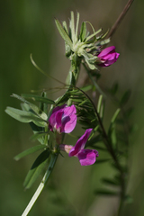 Vicia sativa