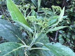 Verbesina crassiramea