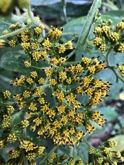 Verbesina crassiramea