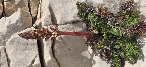 Common Broomrape (Orobanche litorea)
