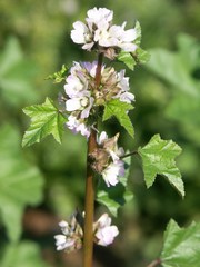 Malva verticillata