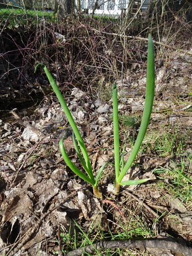 Allium cepa