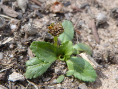 Solenogyne dominii