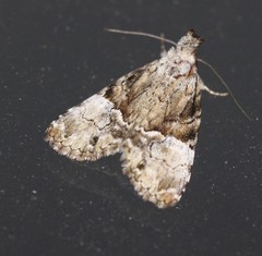 Alophosoma emmelopis