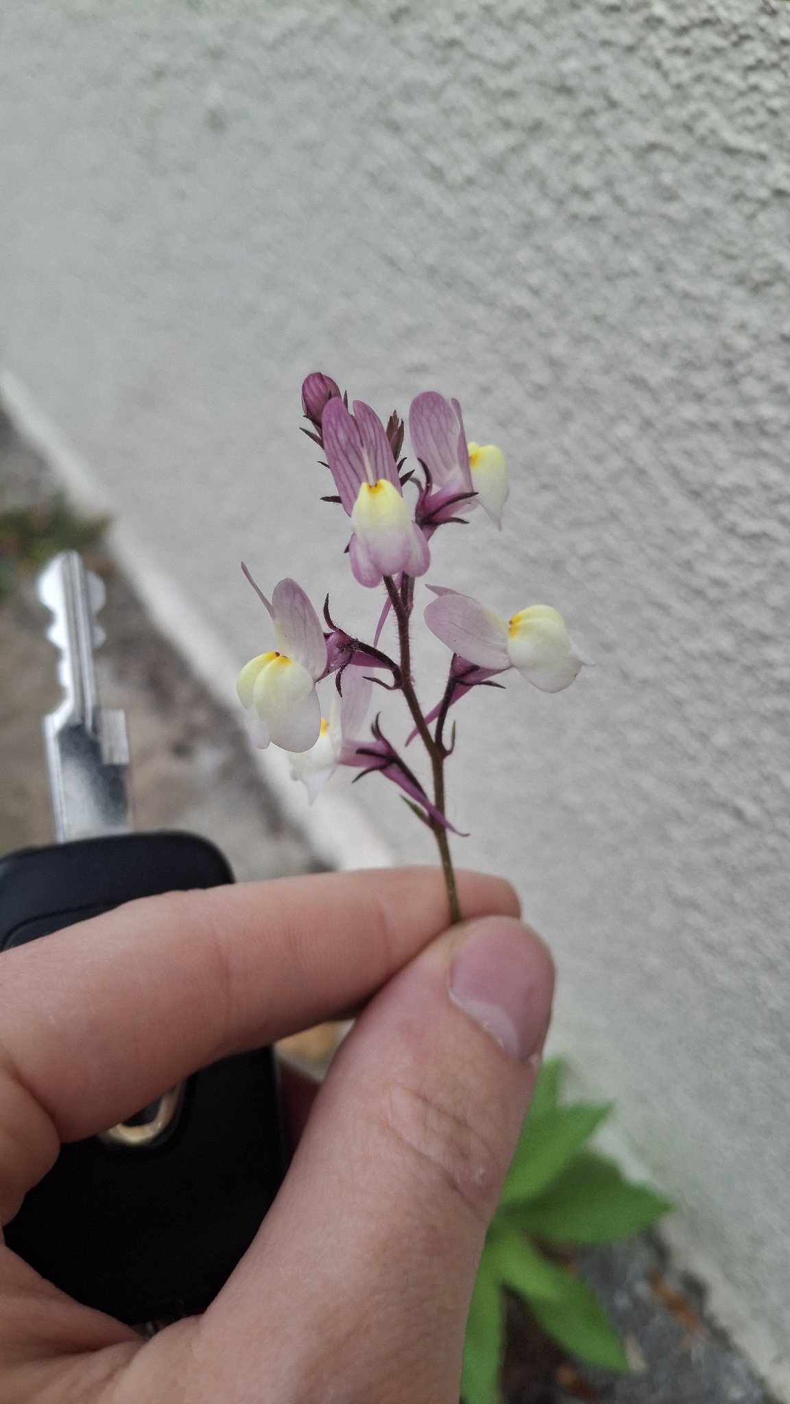 Moroccan Toadflax (Linaria maroccana)