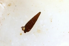 Mastonia thetis
