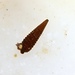 Mastonia thetis