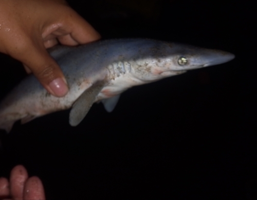 Pacific sharpnose shark (Rhizoprionodon longurio) — Carcharhinidae — 2