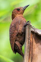 Rufous Woodpecker photo 5