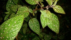 Hypoestes phyllostachya