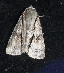 Turnerinycta phaeocosma