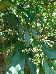 Turpinia ternata
