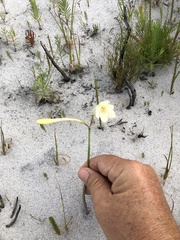 Cyrtanthus leucanthus