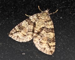 Polyclysta hypogrammata