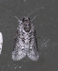 Nycteola polycyma