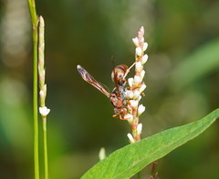 Polistes humilis humilis