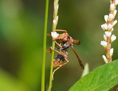 Polistes humilis humilis